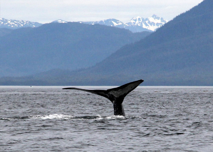Photo of Alaska Whale Sight Seeing Vacation