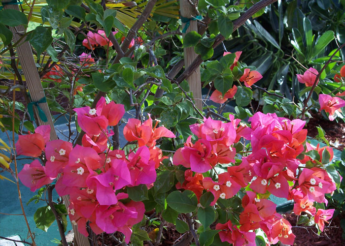 Flowers Seen on Caribbean Vacation