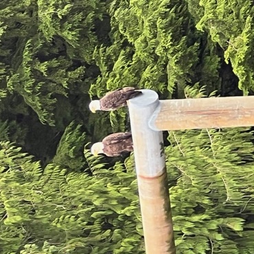 Alaska