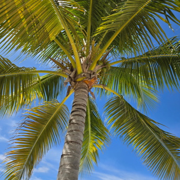 Caribbean