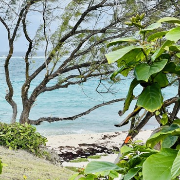 Caribbean