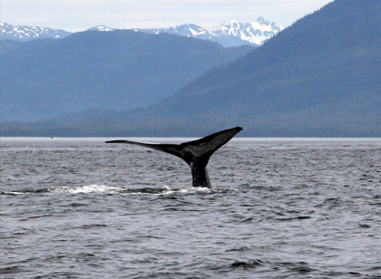 Alaska Whale Watching Tour Photo